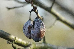 2009 11 18 (2) Plum, Pflaume