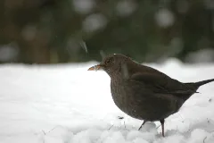 2010 02 14 (19) Amsel, Merl, Turdus Merula
