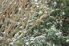 2010 02 14 (8) Rotkehlchen, Ruddock, Erithacus Rubecula
