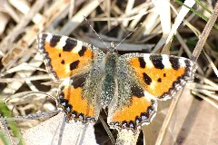 2010 04 02 (20) Kleiner Fuchs, Aglais Urticae