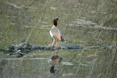 2010 04 02 (23) Bird