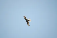 2010 05 29 (10) Greifvogel