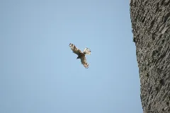 2010 05 29 (16) Greifvogel