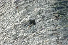 2010 05 29 (21) Greifvogel