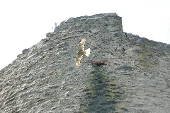 2010 05 29 (24) Greifvogel