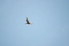 2010 05 29 (7) Greifvogel