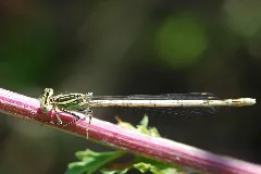 2010 07 01 (11) Libelle Altrheinsee Eich
