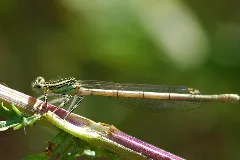 2010 07 01 (12) Libelle Altrheinsee Eich