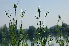 2010 07 01 (14) Plant Altrheinsee Eich