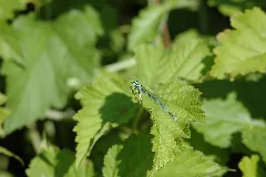 2010 07 01 (2) Libelle Altrheinsee Eich