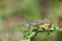 2010 07 01 (9) Grasshopper Altrheinsee Eich