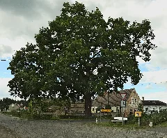 2010 08 Nd Eiche In Klasdorf (Brandenburg)