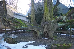 2011 01 Friedhofslinde Annaberg Buchholz (Sachsen)