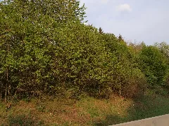 2011 04 23 180149 49,593343, 7,195257.Jpg Panoramio