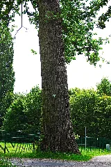 2011 07 10 Nr25.2 Ob Pappel Sühlstraße