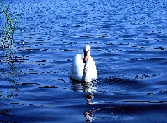 2011 08 06 Cygnus Olor Swimming
