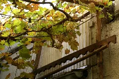 2011.09.16.121353 Vitis Vinifera Restaurant Rhodt
