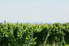2011.09.16.130207 View To Edenkoben And Vines Rhodt