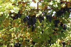 2011.09.16.130358 Red Grapes Theresienstrasse Rhodt