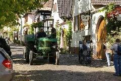 2011.09.16.130411 Grape Harvest Rhodt