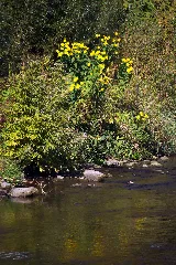 20111002 Enz In Niefern 061