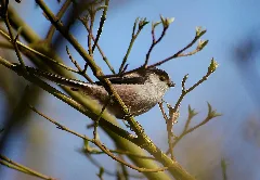 2012.03.24. 03 Kaefertaler Wald Mannheim Schwanzmeise