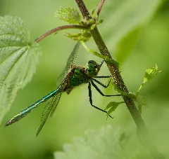 2012.06.17. 10 Schliesee Godendorfer Papiermuehle Glaenzende Smaragdlibelle Maennchen