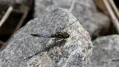 2012.06.19. G 36 Wesenberg Anlegestelle Marina Großer Blaupfeil Maennchen