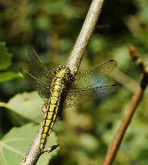 2012.06.22. G 22 Godendorfer See Godendorf Großer Blaupfeil Weibchen Crop