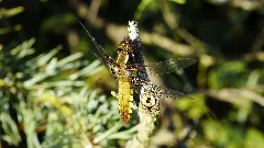 2012.06.22. G 25 Godendorfer See Godendorf Plattbauch Weibchen