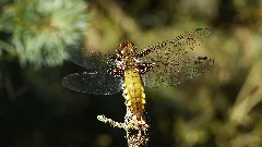 2012.06.22. G 29 Godendorfer See Godendorf Plattbauch Weibchen