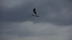 2012.06.25. G 06 Neustrelitz Lachmoewe Im Flug