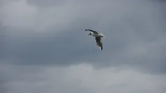 2012.06.25. G 07 Neustrelitz Lachmoewe Im Flug