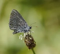 2012.07.27. 10 Vogelstangsee Mannheim Hauhechel Blaeuling Maennchen Crop