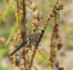 2012.08.11. 17 Viernheimer Heide Viernheim Kleine Koenigslibelle Maennchen