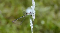 2012.08.19. 17 Vogelstangsee Mannheim Weidenjungfer Weibchen