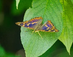 2012.08.19. 18 Vogelstangsee Mannheim Kleiner Schillerfalter Weibchen