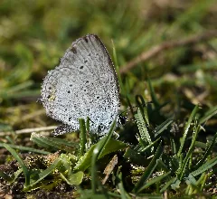 2012.08.23. 03 Vogelstangsee Mannheim Kurzschwaenziger Blaeuling Weibchen Schnitt