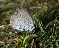 2012.08.23. 04 Vogelstangsee Mannheim Kurzschwaenziger Blaeuling Weibchen Schnitt