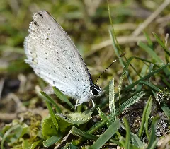 2012.08.23. 05 Vogelstangsee Mannheim Kurzschwaenziger Blaeuling Weibchen Crop