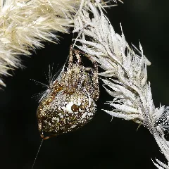 2012.09.29. 02 Kaefertaler Wald Mannheim Gartenkreuzspinne Weibchen Schnitt