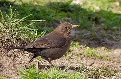 2013.04.01. 7 Mannheim Vogelstang Amsel Weibchen
