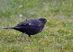 2013.04.07. 06 Mannheim Vogelstang Amsel Maennchen