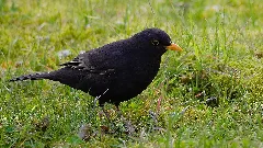 2013.04.07. 07 Mannheim Vogelstang Amsel Maennchen