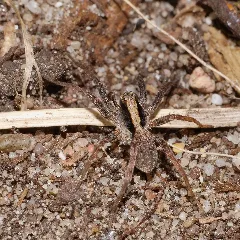 2013.04.17. 01 Kaefertaler Wald Mannheim Wolfspinne Xerolycosa Nemoralis Maennchen