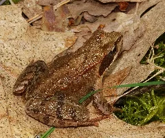 2013.05.01. 3 Kaefertaler Wald Mannheim Grasfrosch