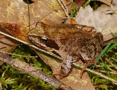 2013.05.01. 4 Kaefertaler Wald Mannheim Grasfrosch