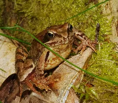 2013.05.01. 5 Kaefertaler Wald Mannheim Grasfrosch