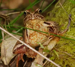 2013.05.01. 7 Kaefertaler Wald Mannheim Grasfrosch