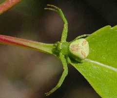 2013.06.04. 12 Viernheimer Heide Viernheim Dreieck Krabbenspinne Weibchen